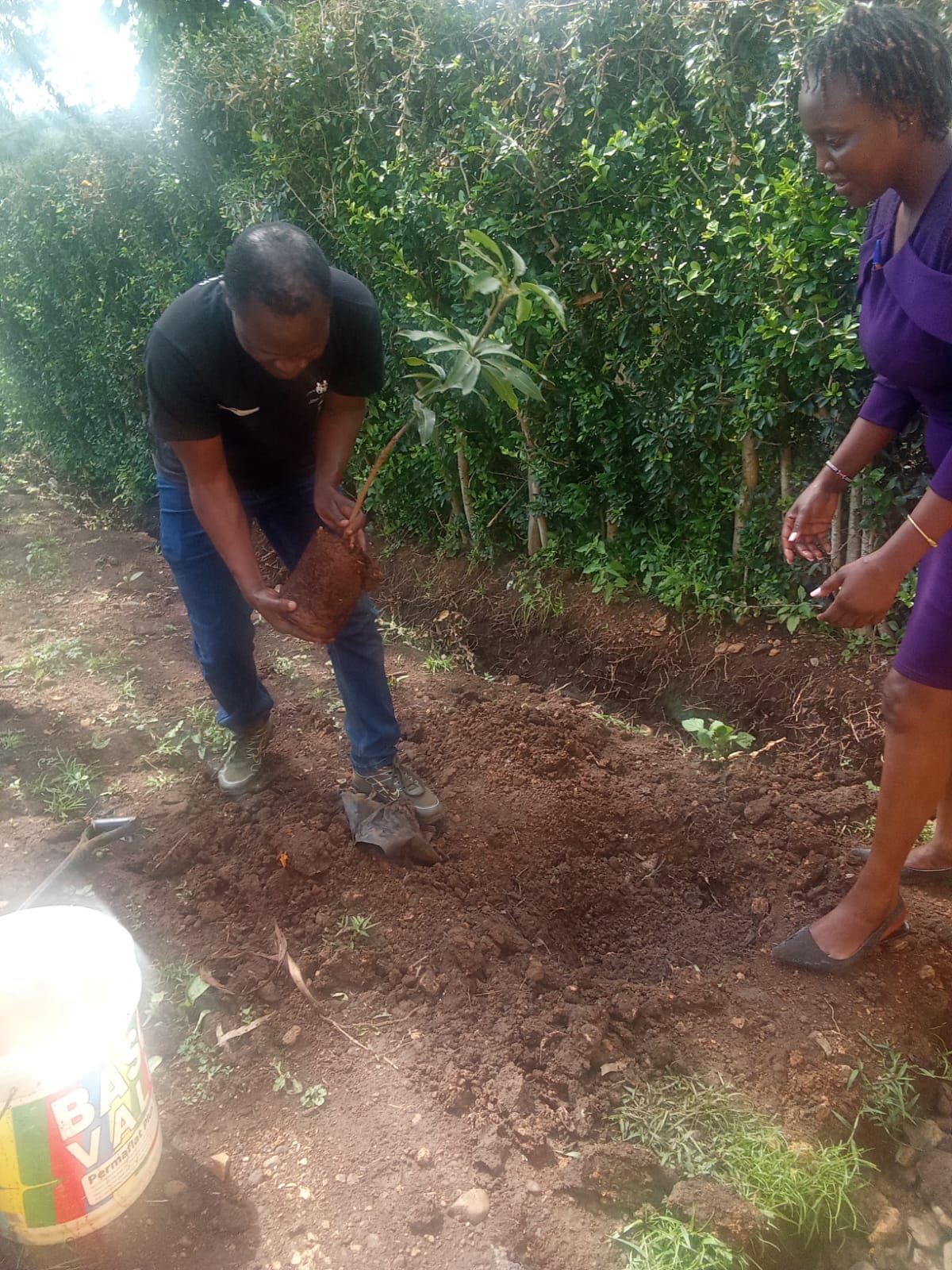Tree planting drive