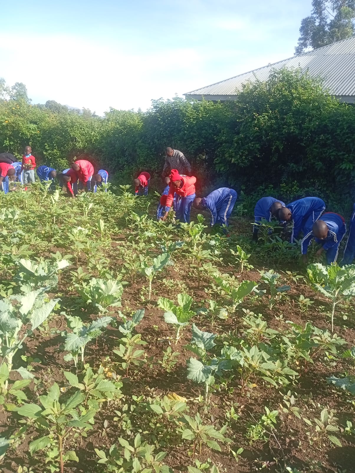 School garden food security project