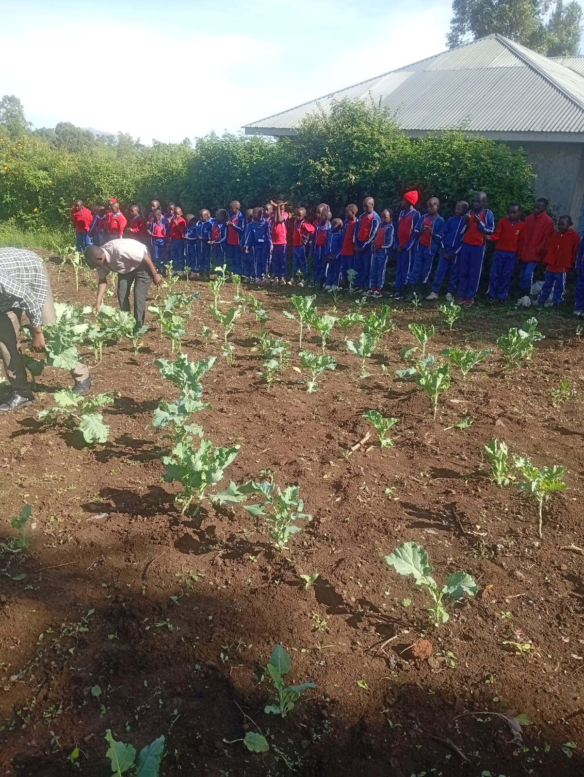 Harvest from school garden